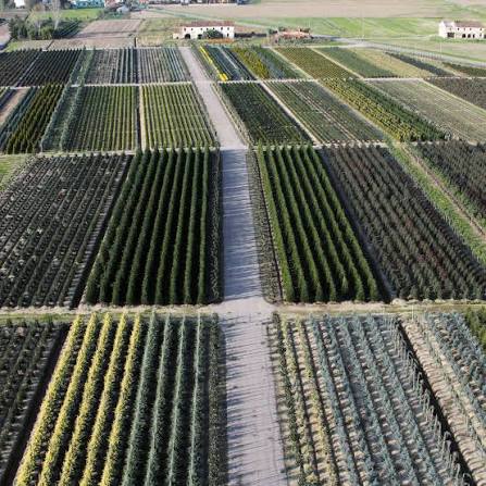Vista aérea de un vivero profesional